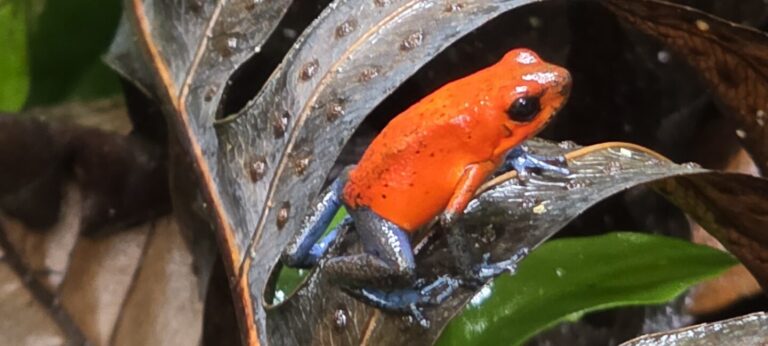 Costa Rica Frosch