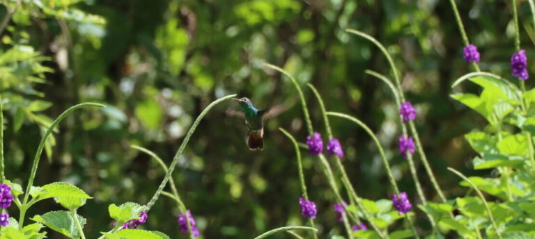Costa Rica Kolibri